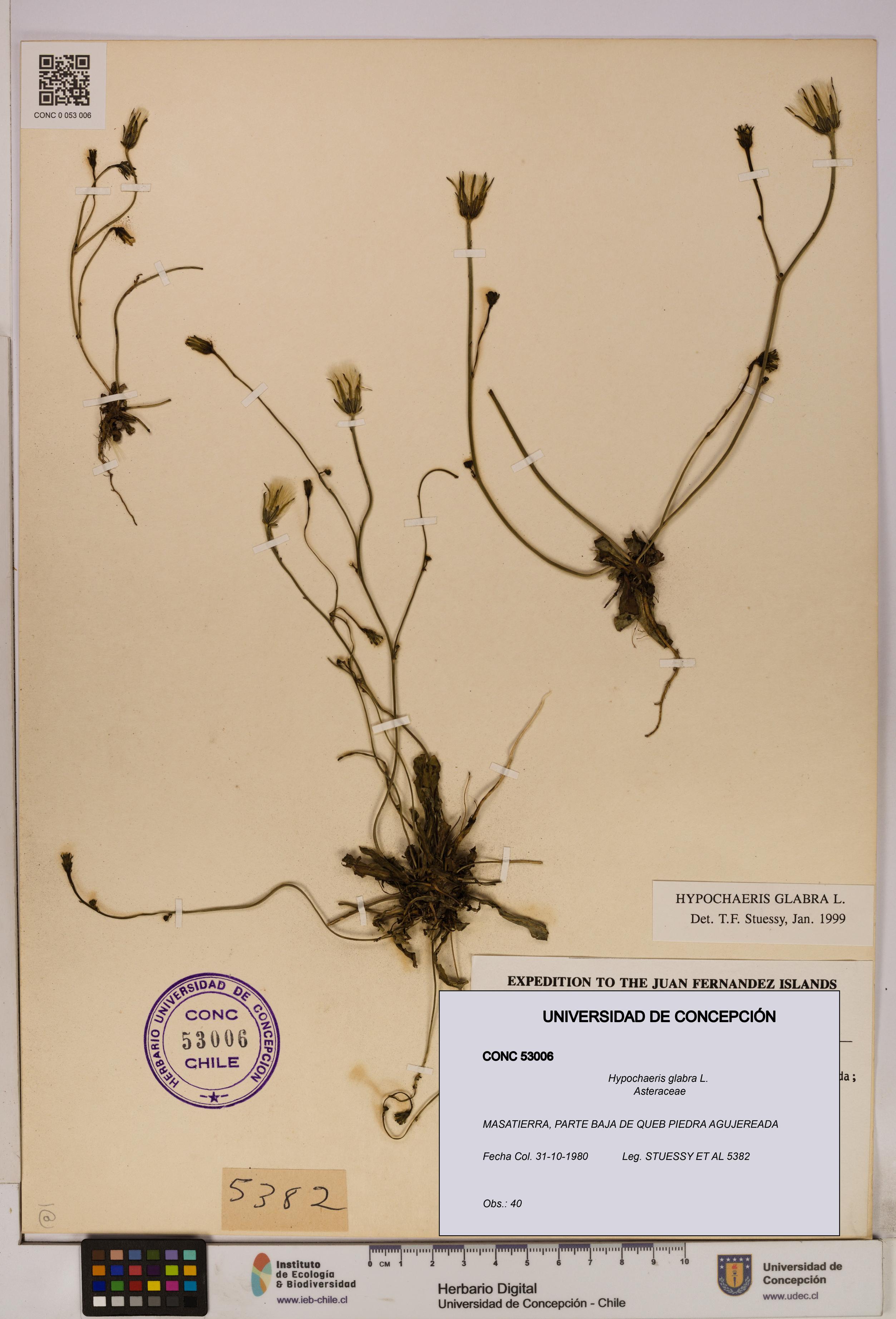 Hypochaeris glabra [Espécimen: UDEC:CONC:0053006]