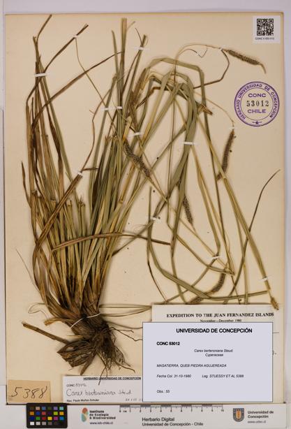 Carex berteroniana [Espécimen: UDEC:CONC:0053012]