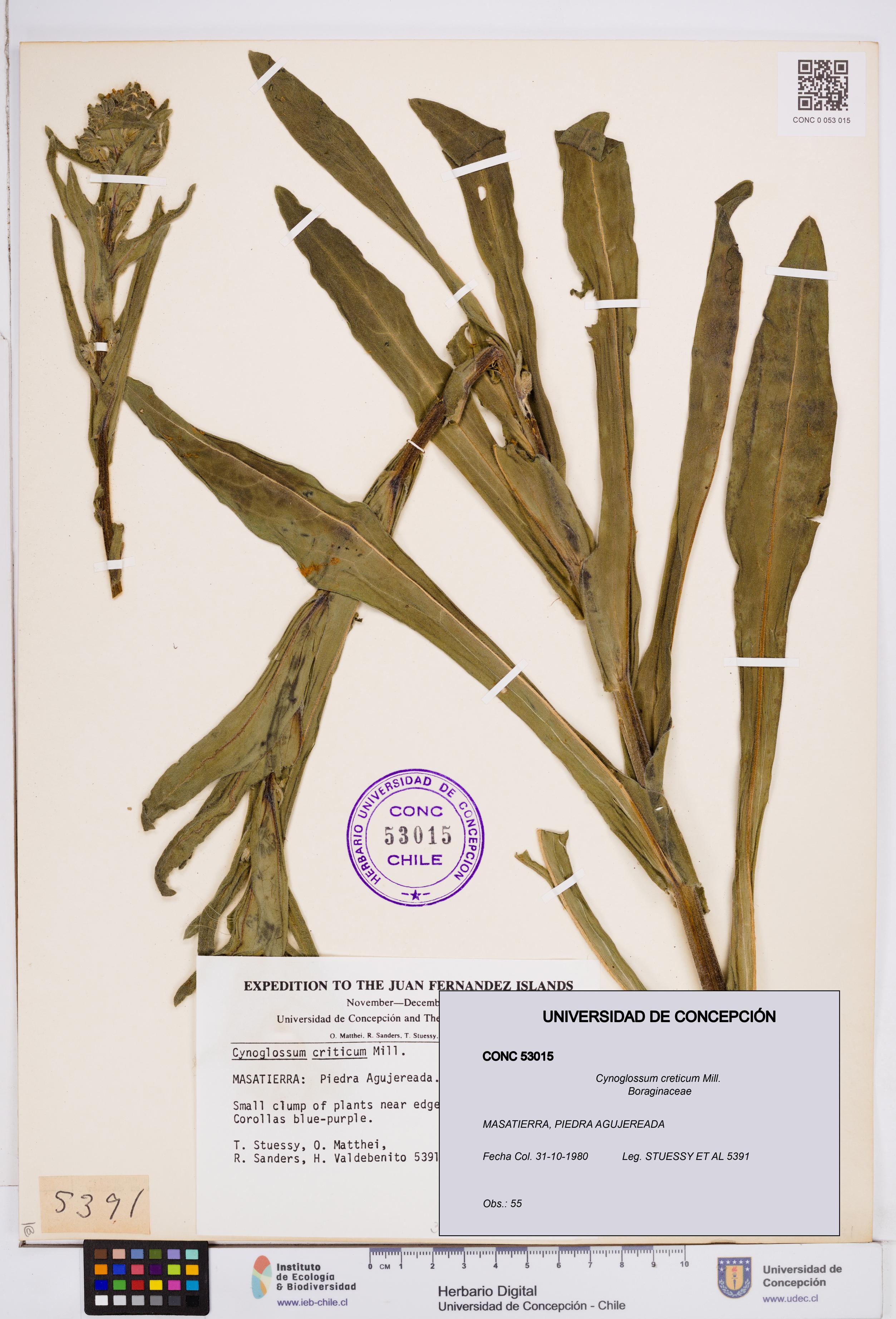 Cynoglossum creticum [Espécimen: ]