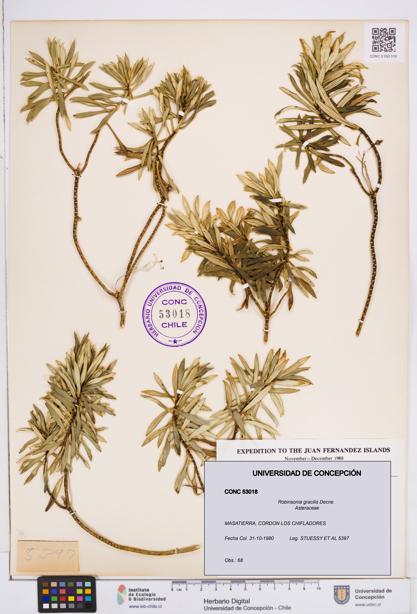 Robinsonia gracilis [Espécimen: ]