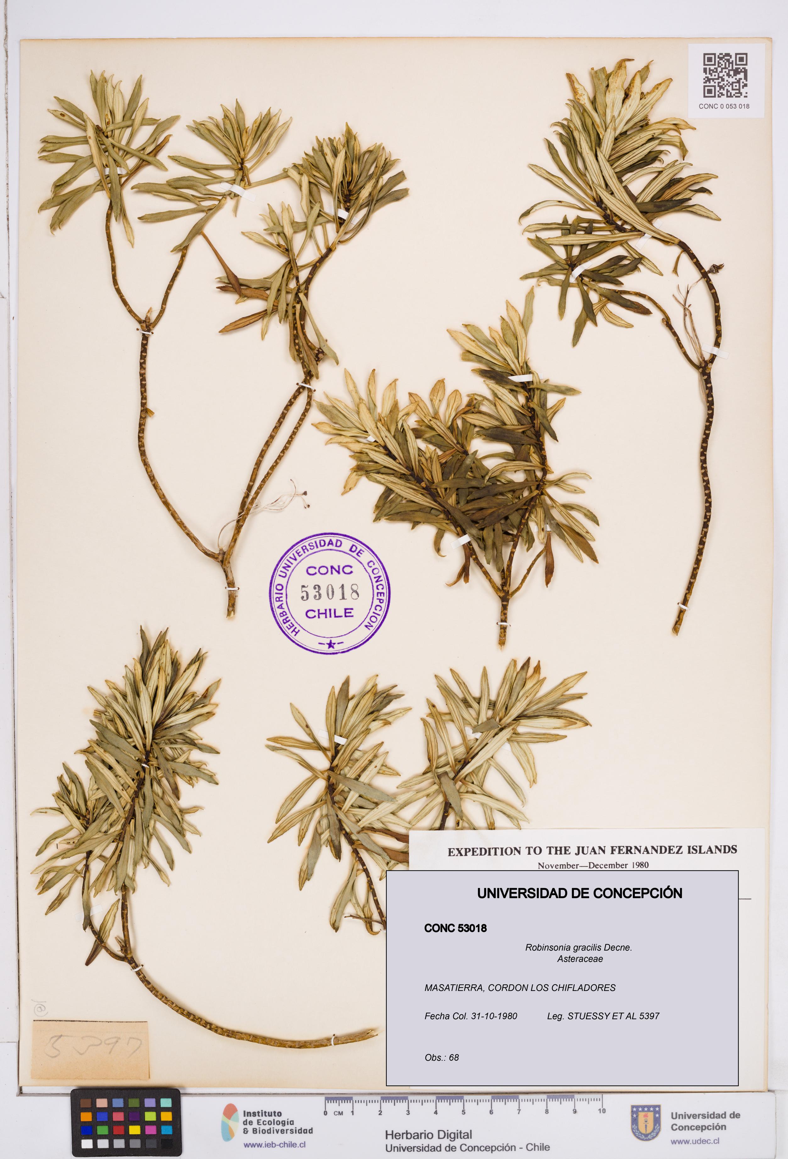 Robinsonia gracilis [Espécimen: ]