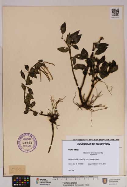 Peperomia fernandeziana [Espécimen: UDEC:CONC:0053022]