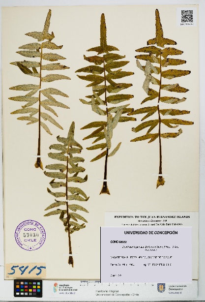 Dendroseris pinnata [Espécimen: UDEC:CONC:0053030]