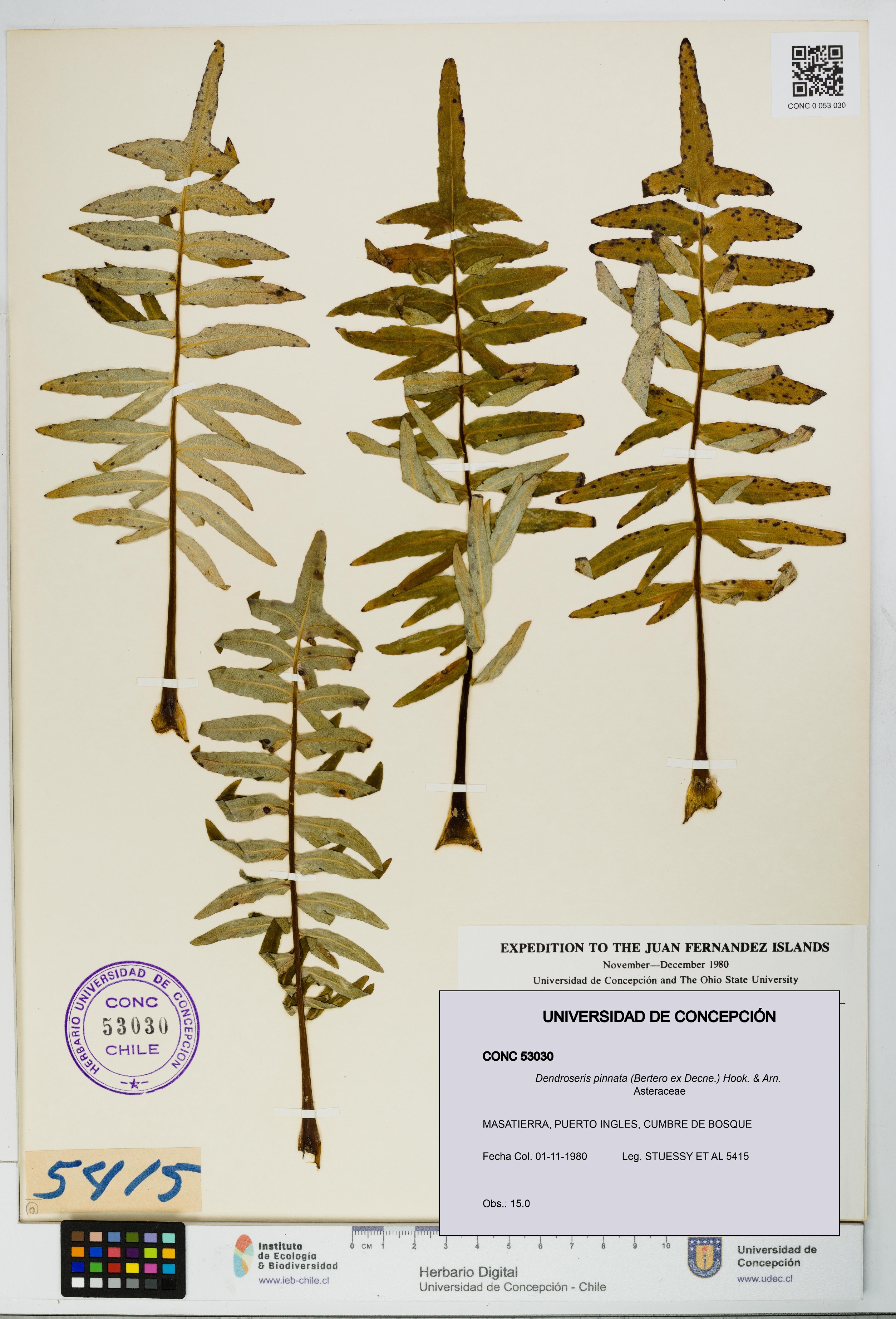 Dendroseris pinnata [Espécimen: UDEC:CONC:0053030]