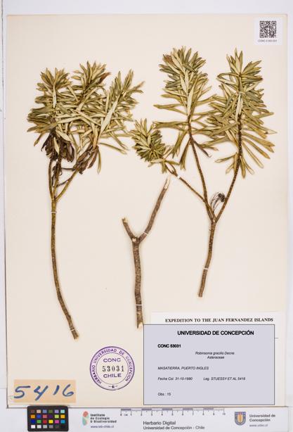 Robinsonia gracilis [Espécimen: ]