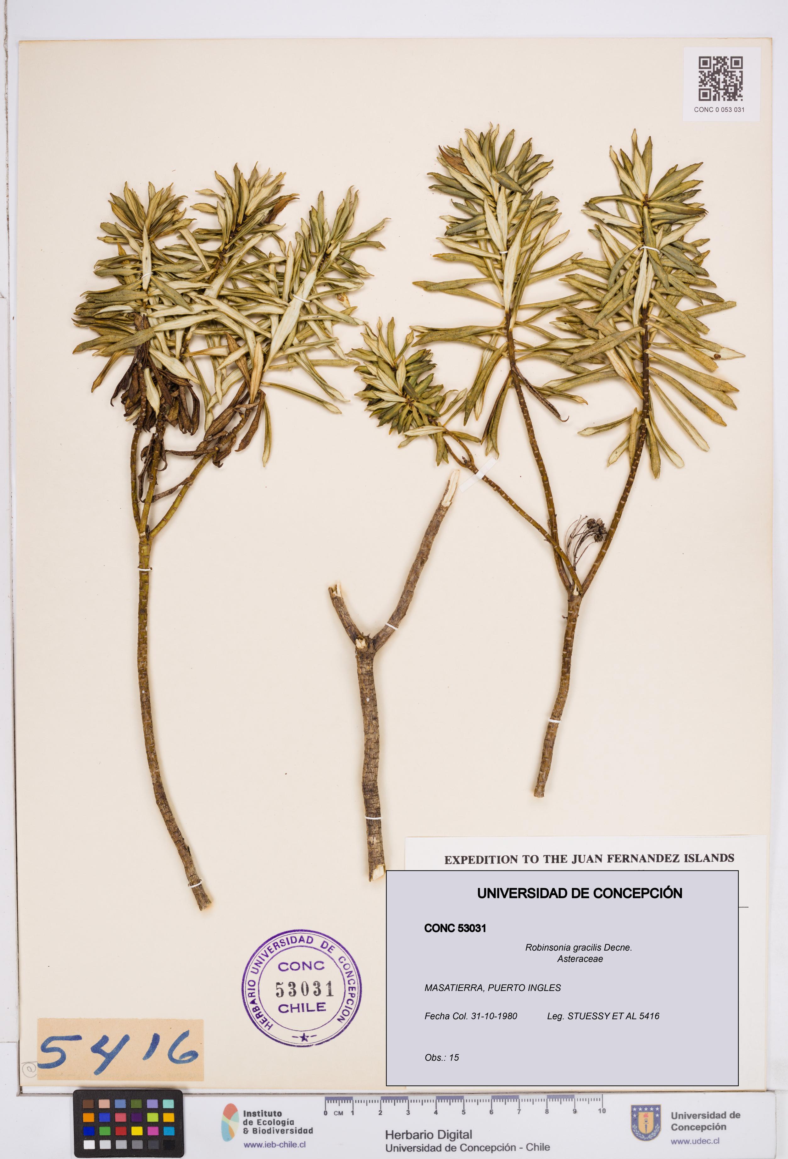 Robinsonia gracilis [Espécimen: ]
