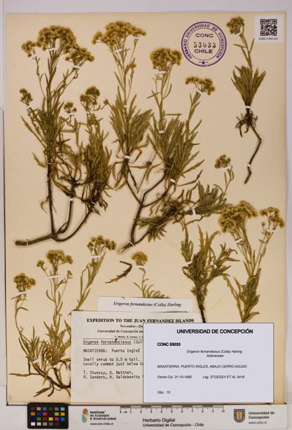 Erigeron fernandezius [Espécimen: UDEC:CONC:0053033]