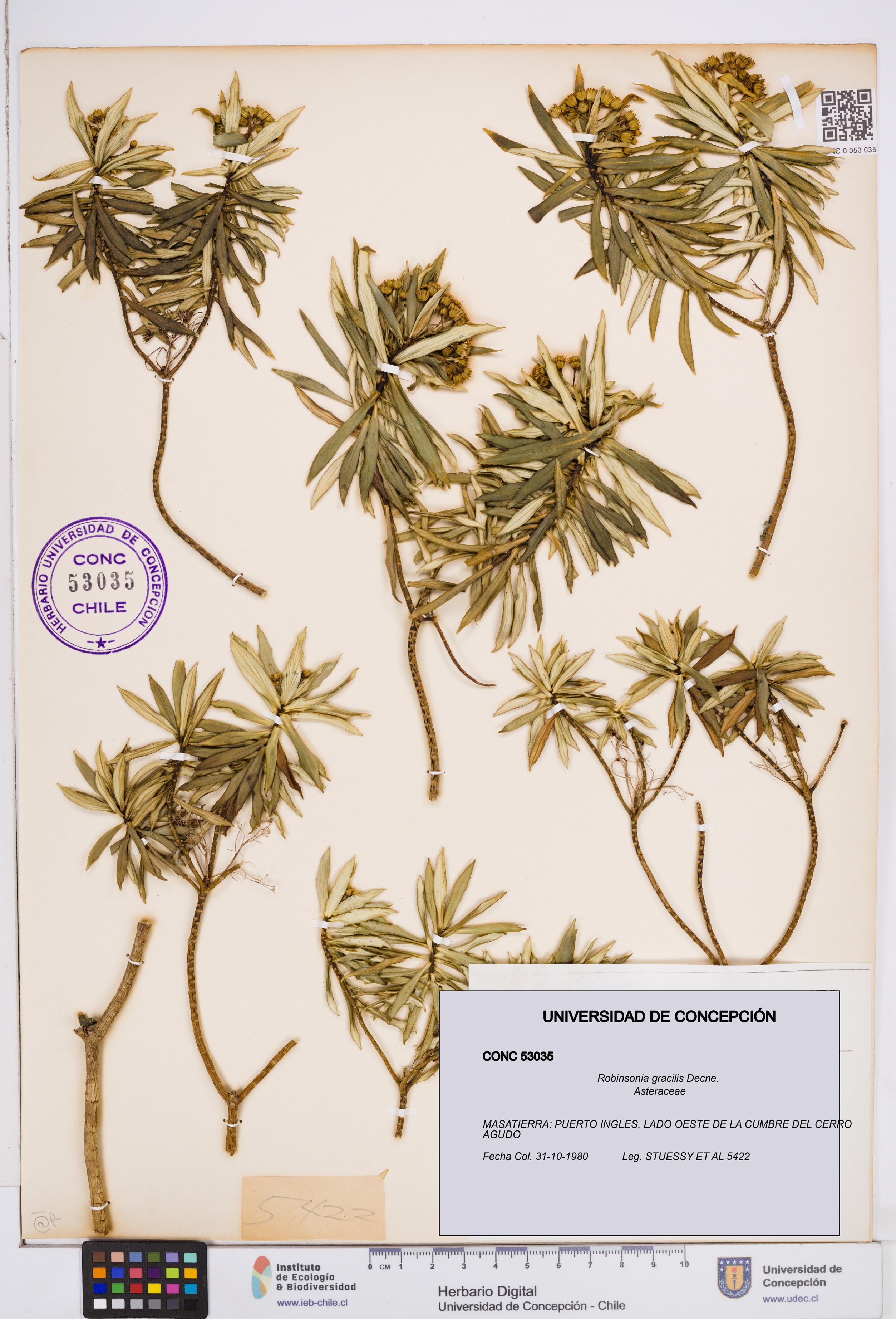 Robinsonia gracilis [Espécimen: ]