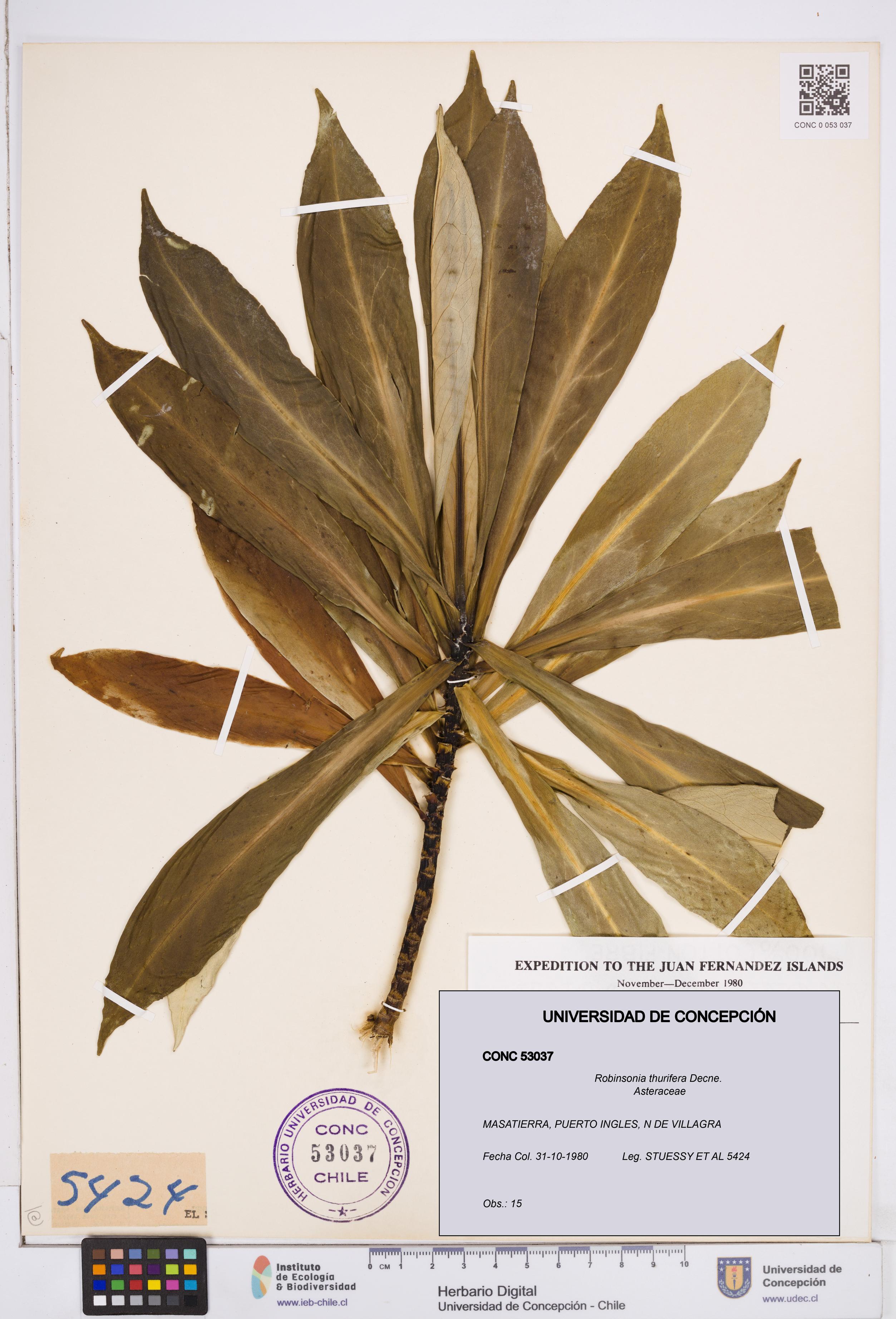 Robinsonia thurifera [Espécimen: ]