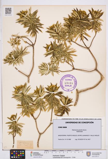 Robinsonia gracilis [Espécimen: ]