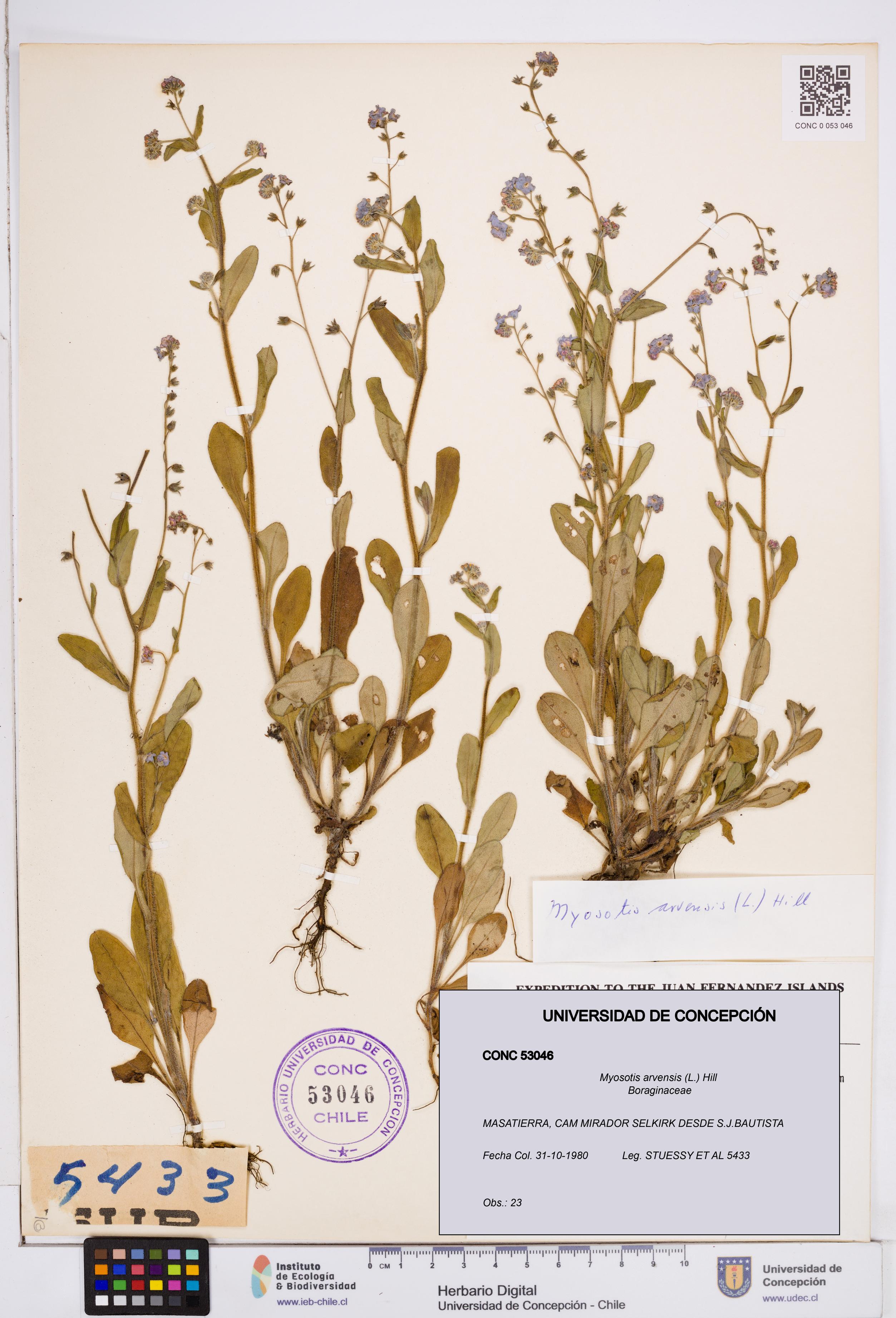 Myosotis arvensis [Espécimen: ]