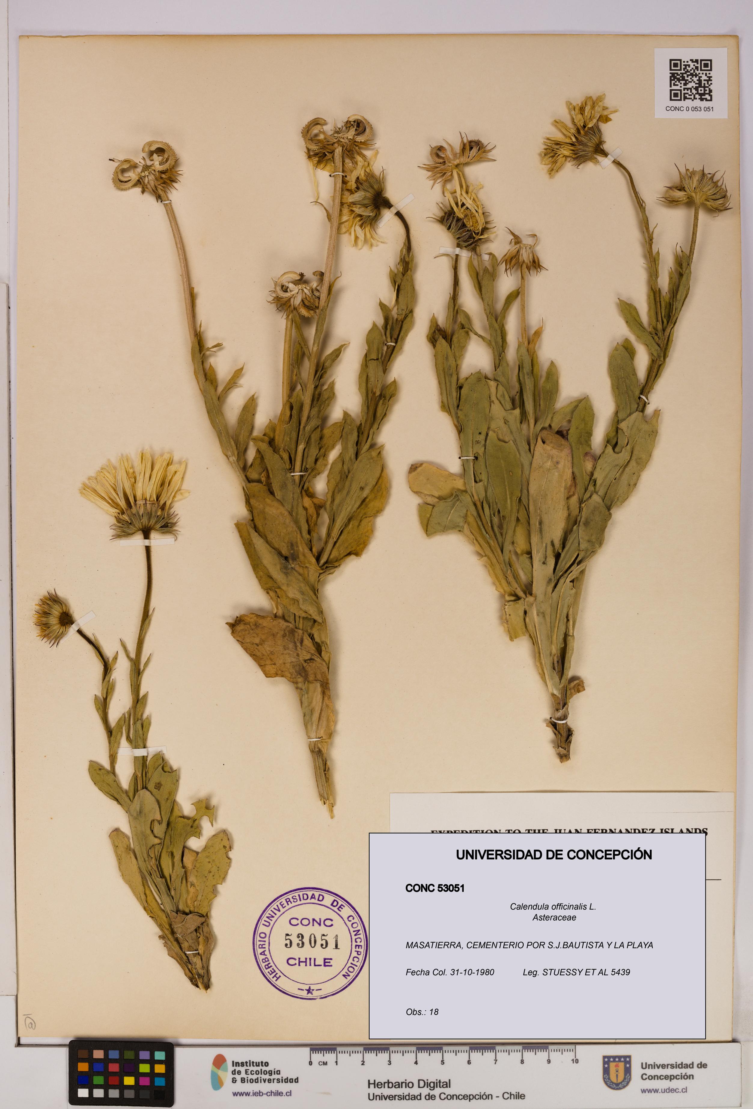 Calendula officinalis [Espécimen: UDEC:CONC:0053051]