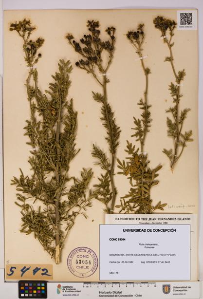 Ruta chalepensis [Espécimen: UDEC:CONC:0053054]