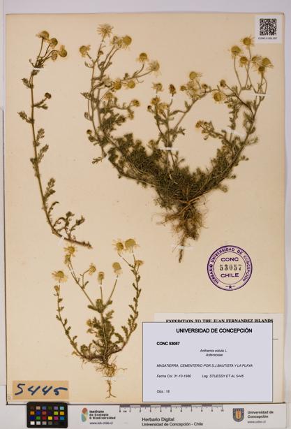 Anthemis cotula [Espécimen: UDEC:CONC:0053057]