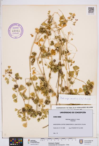 Medicago arabica [Espécimen: ]