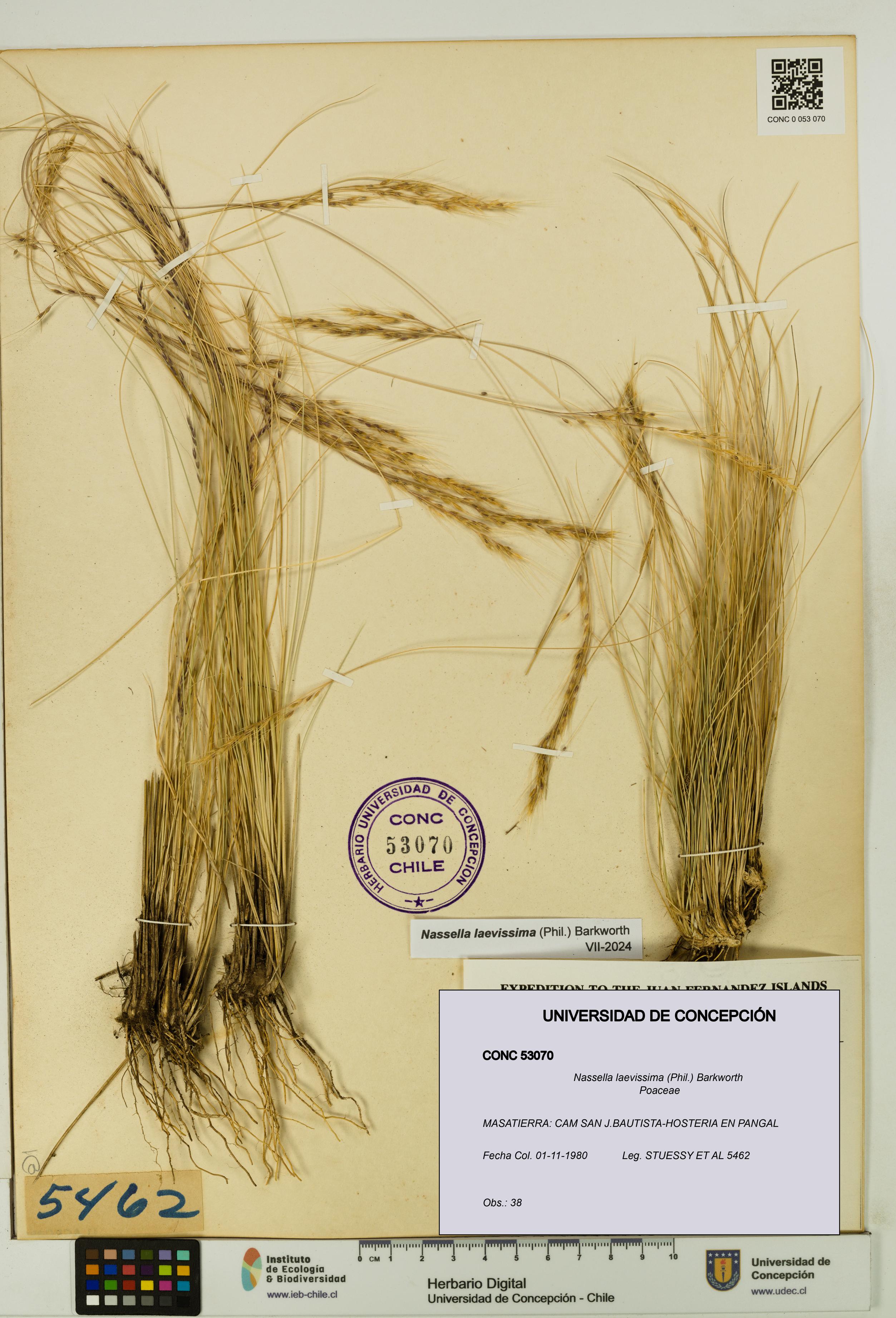 Nassella laevissima [Espécimen: UDEC:CONC:0053070]