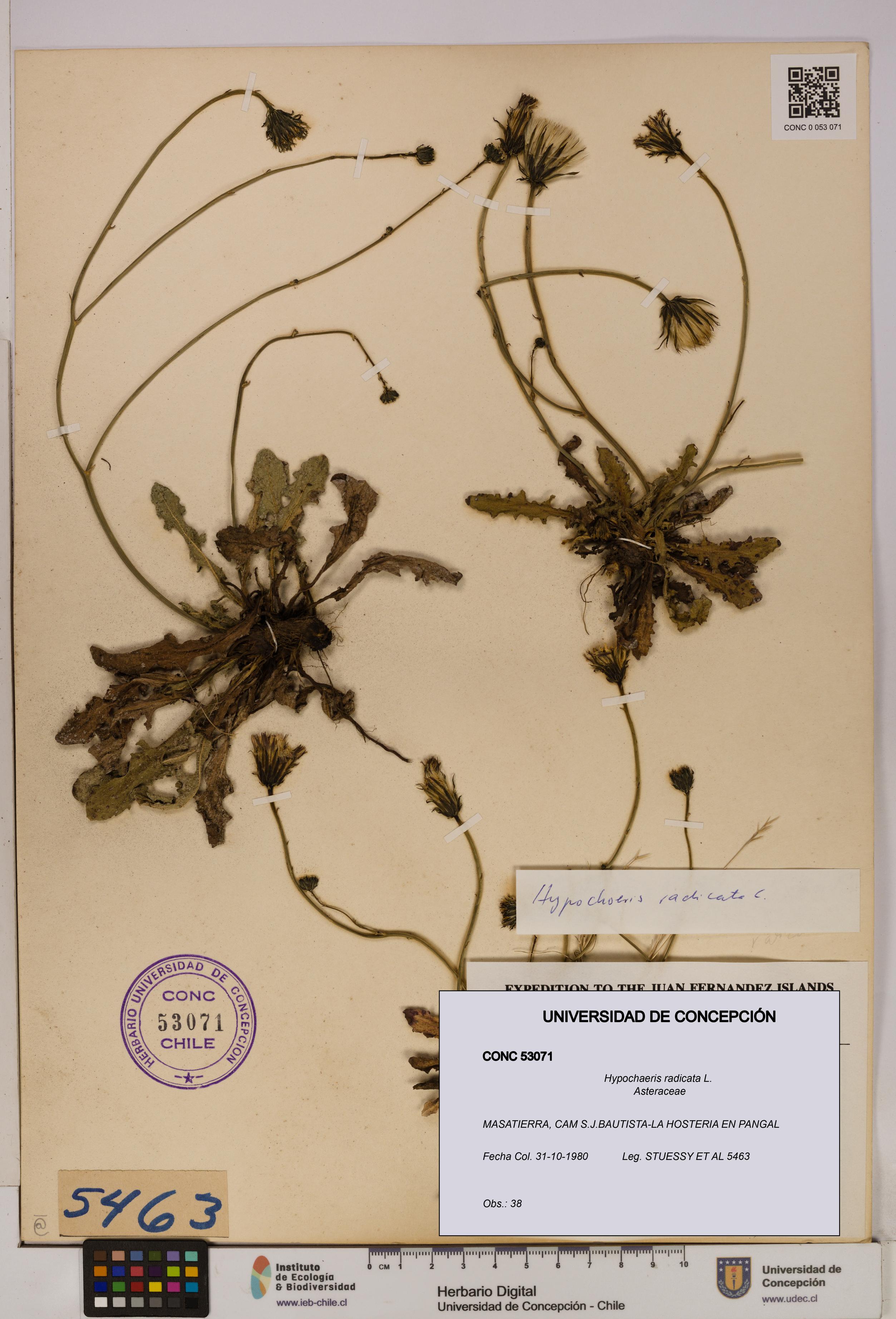 Hypochaeris radicata [Espécimen: UDEC:CONC:0053071]