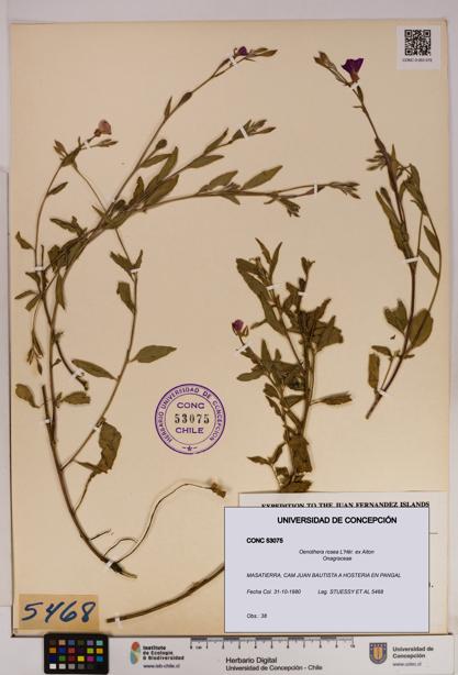 Oenothera rosea [Espécimen: UDEC:CONC:0053075]