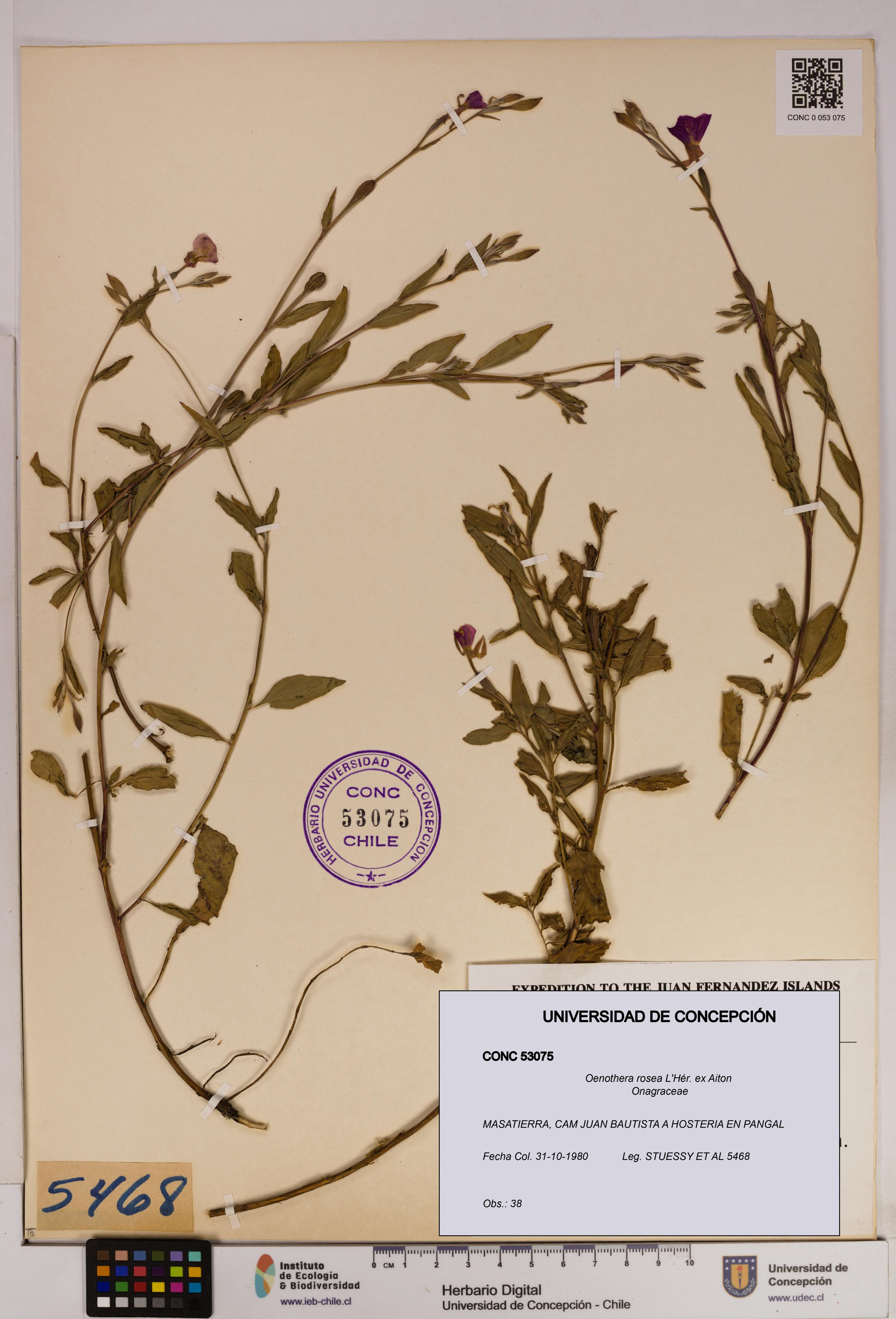 Oenothera rosea [Espécimen: UDEC:CONC:0053075]