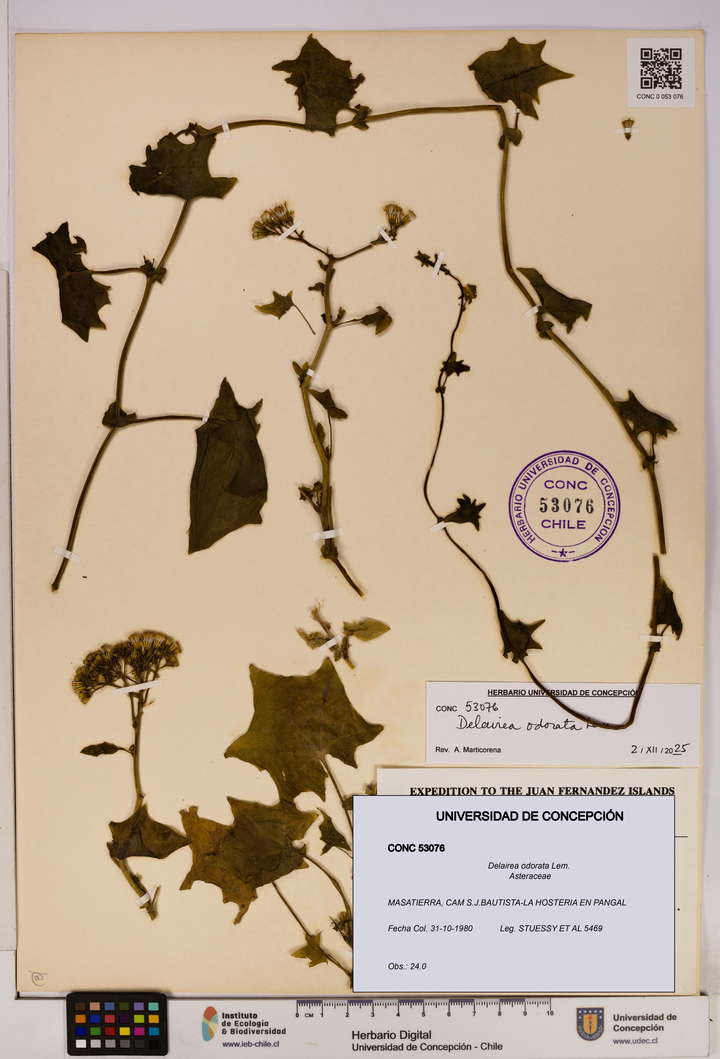 Delairea odorata [Espécimen: UDEC:CONC:0053076]