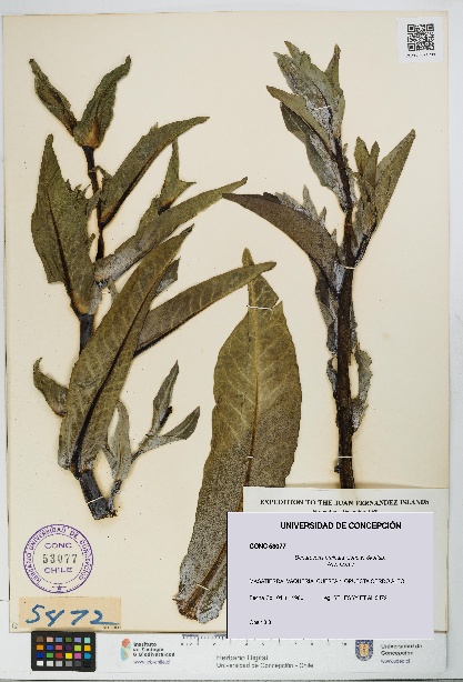 Dendroseris pruinata [Espécimen: UDEC:CONC:0053077]