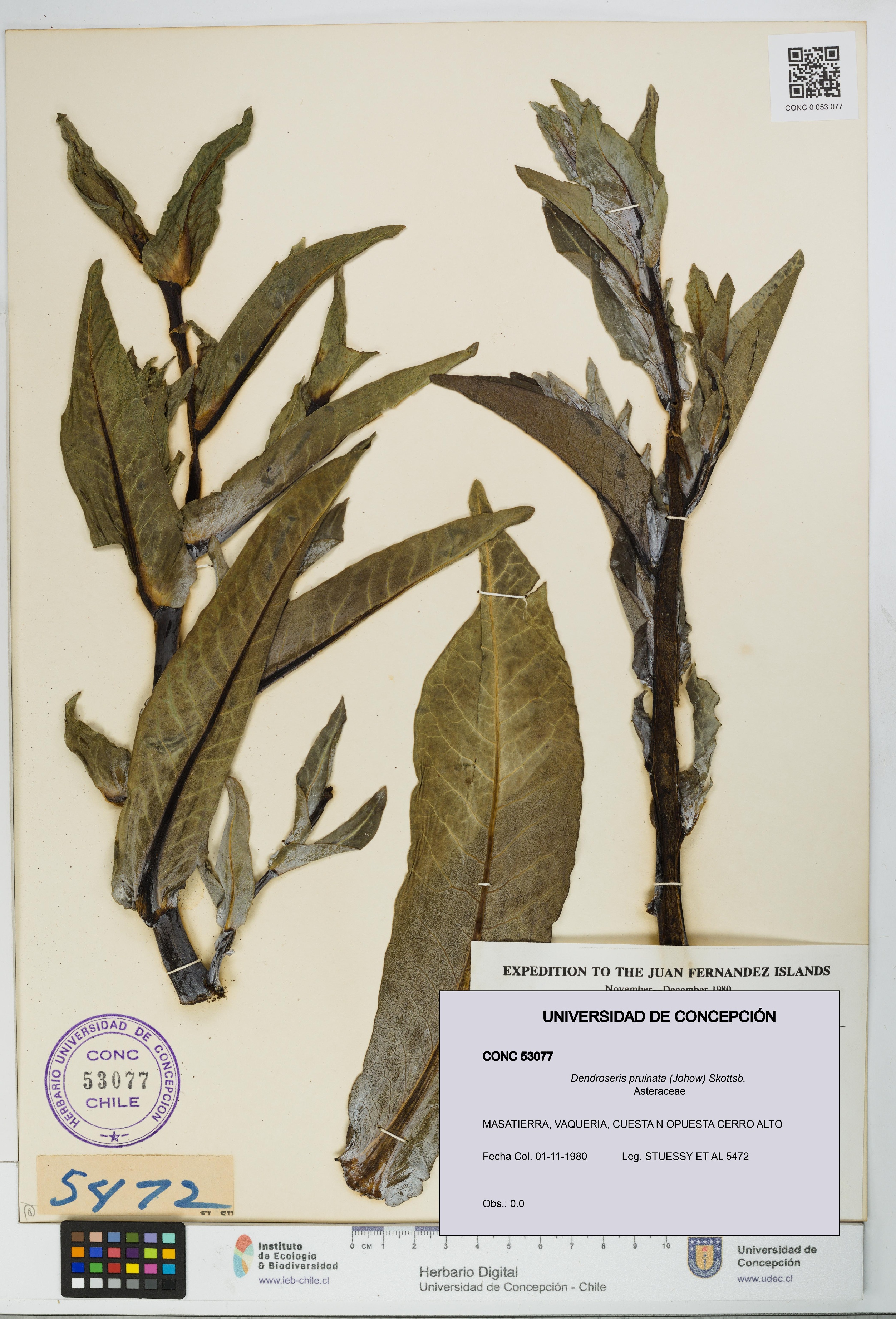 Dendroseris pruinata [Espécimen: UDEC:CONC:0053077]