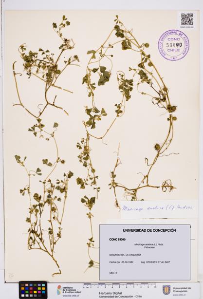 Medicago arabica [Espécimen: ]