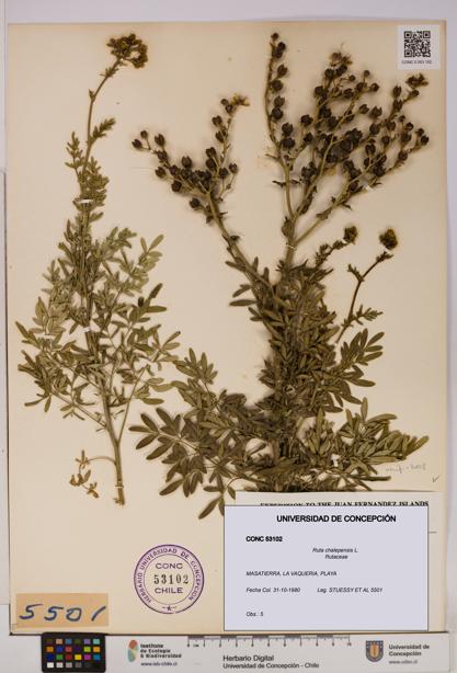 Ruta chalepensis [Espécimen: UDEC:CONC:0053102]