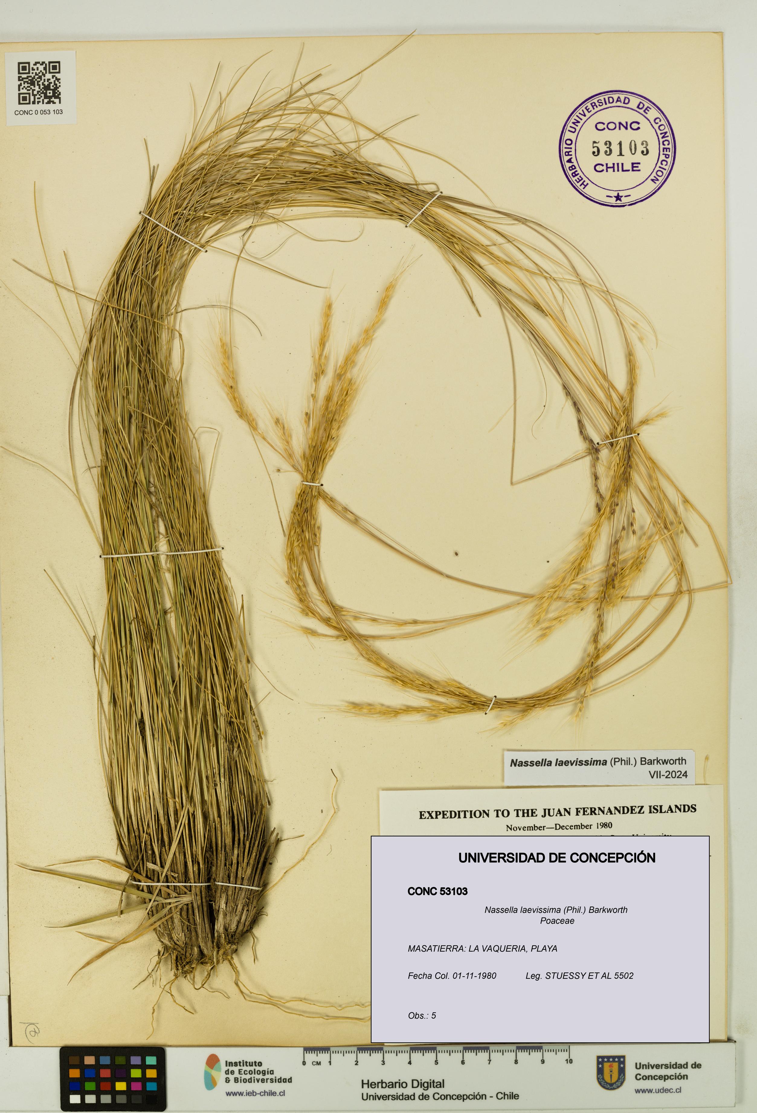 Nassella laevissima [Espécimen: UDEC:CONC:0053103]