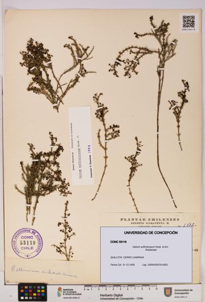 Galium suffruticosum [Espécimen: UDEC:CONC:0053119]