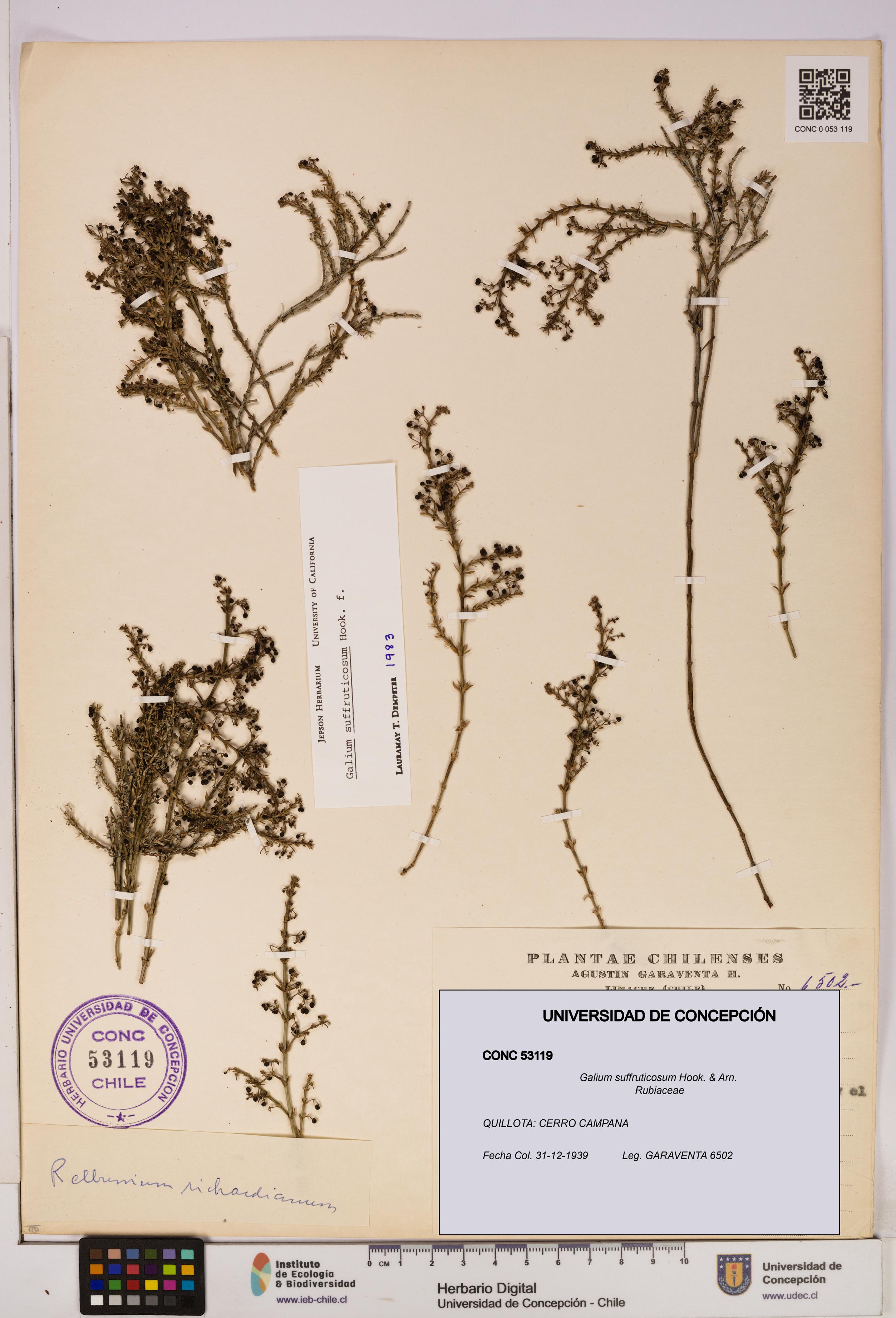 Galium suffruticosum [Espécimen: UDEC:CONC:0053119]