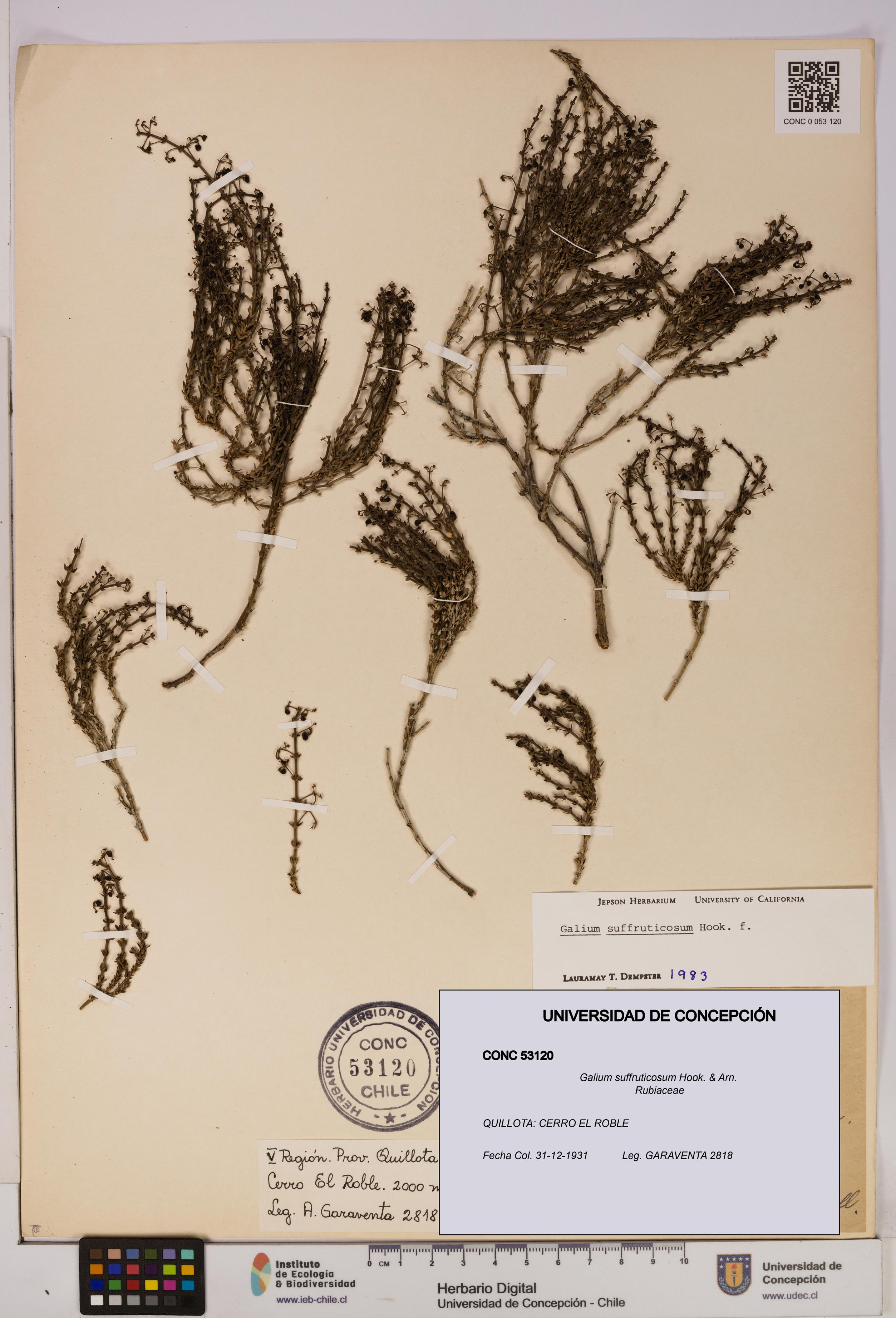Galium suffruticosum [Espécimen: UDEC:CONC:0053120]