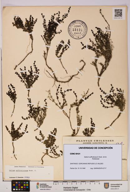 Galium suffruticosum [Espécimen: UDEC:CONC:0053121]