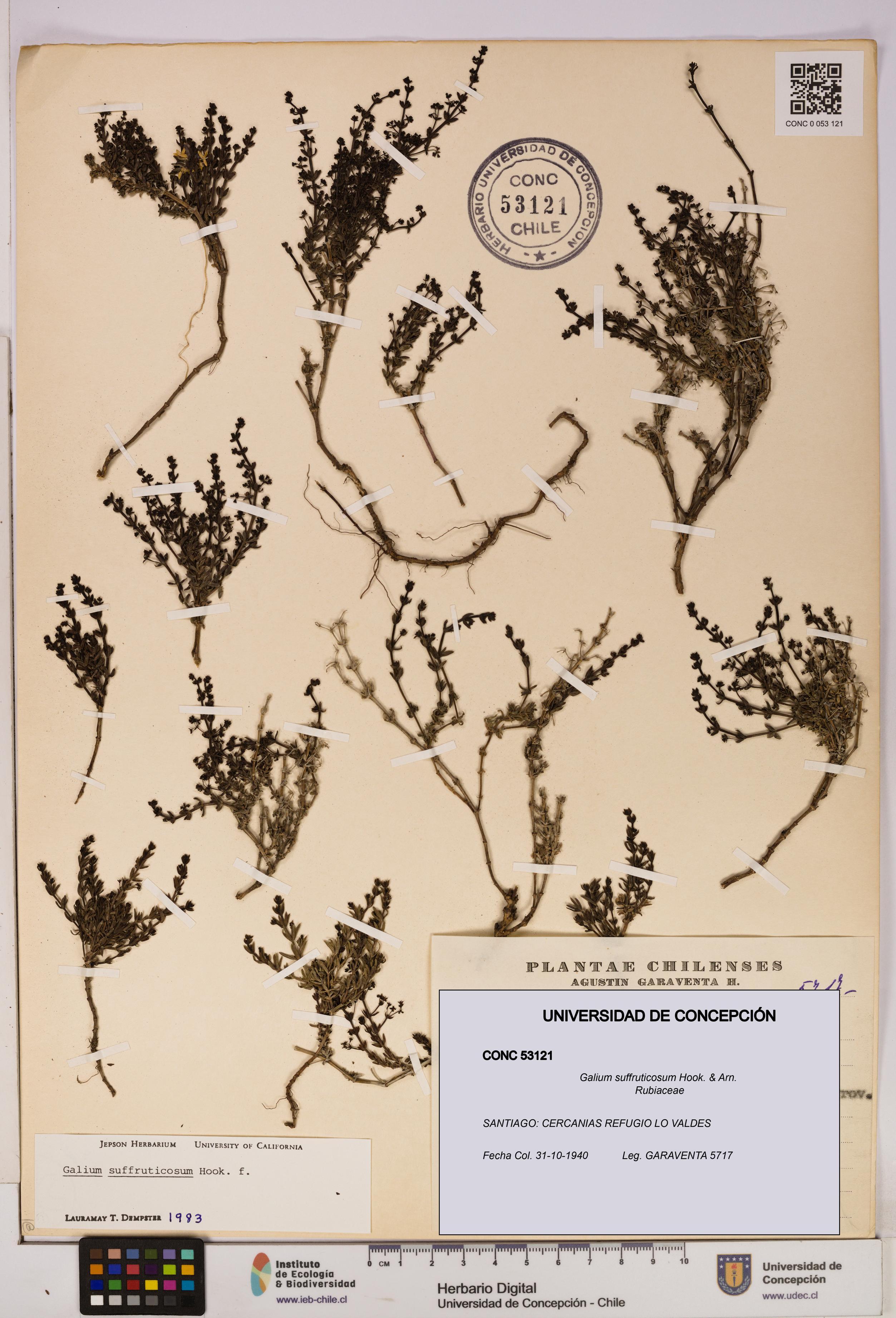 Galium suffruticosum [Espécimen: UDEC:CONC:0053121]