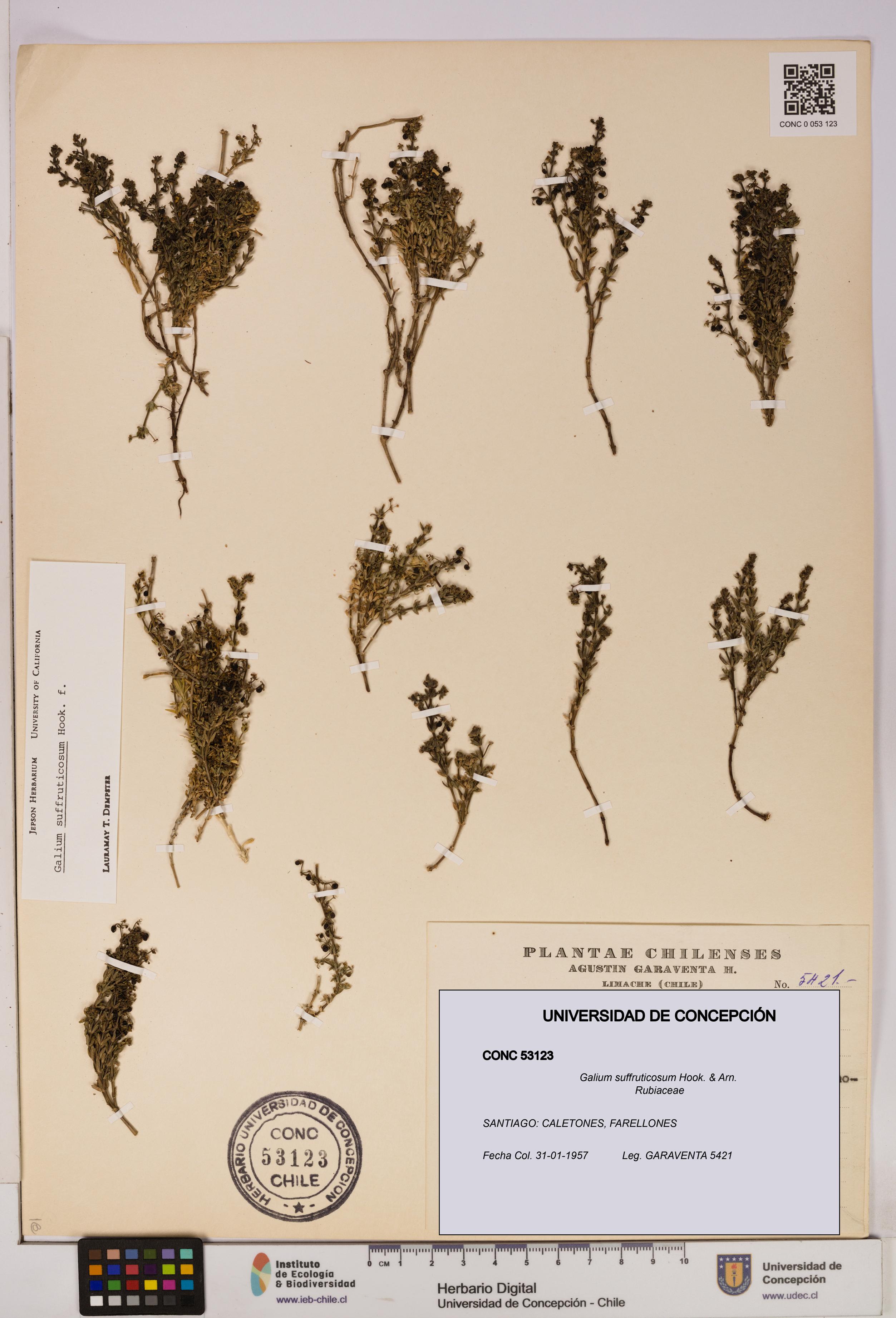Galium suffruticosum [Espécimen: UDEC:CONC:0053123]