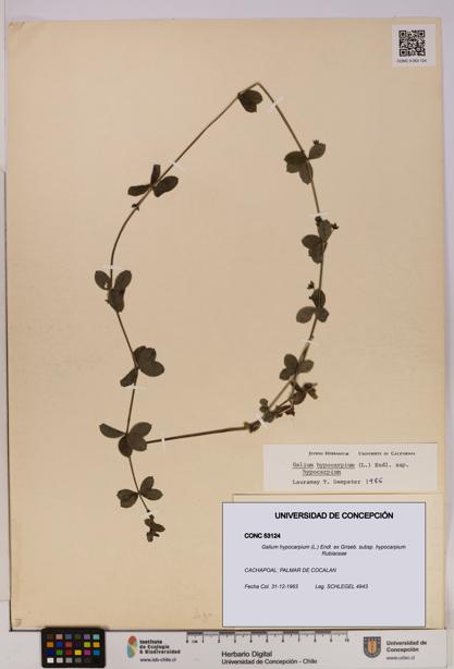 Galium hypocarpium subsp. hypocarpium [Espécimen: UDEC:CONC:0053124]