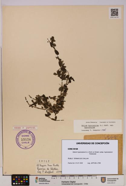 Galium hypocarpium subsp. hypocarpium [Espécimen: UDEC:CONC:0053126]
