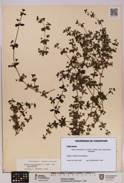 Galium hypocarpium subsp. hypocarpium [Espécimen: UDEC:CONC:0053130]