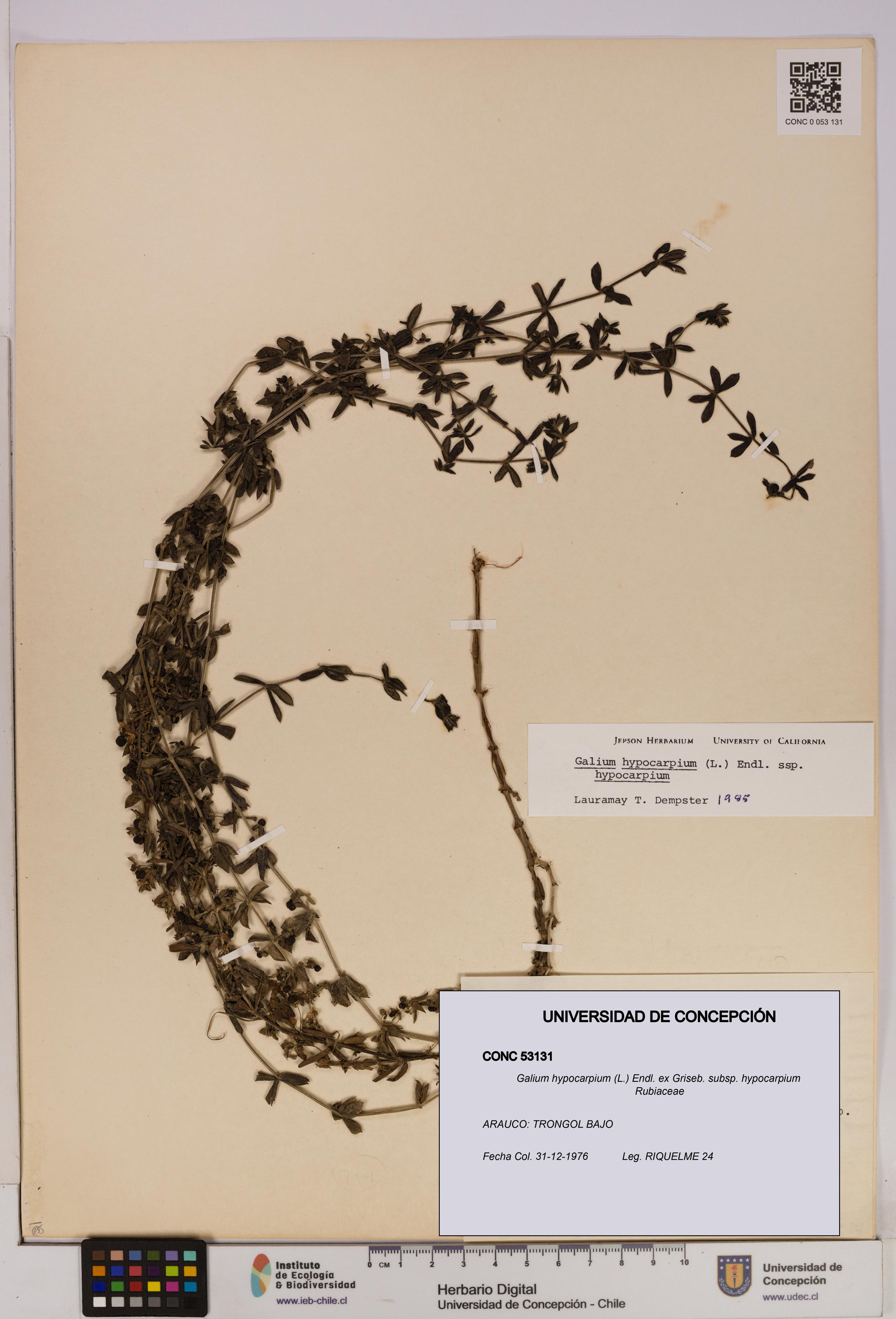 Galium hypocarpium subsp. hypocarpium [Espécimen: UDEC:CONC:0053131]