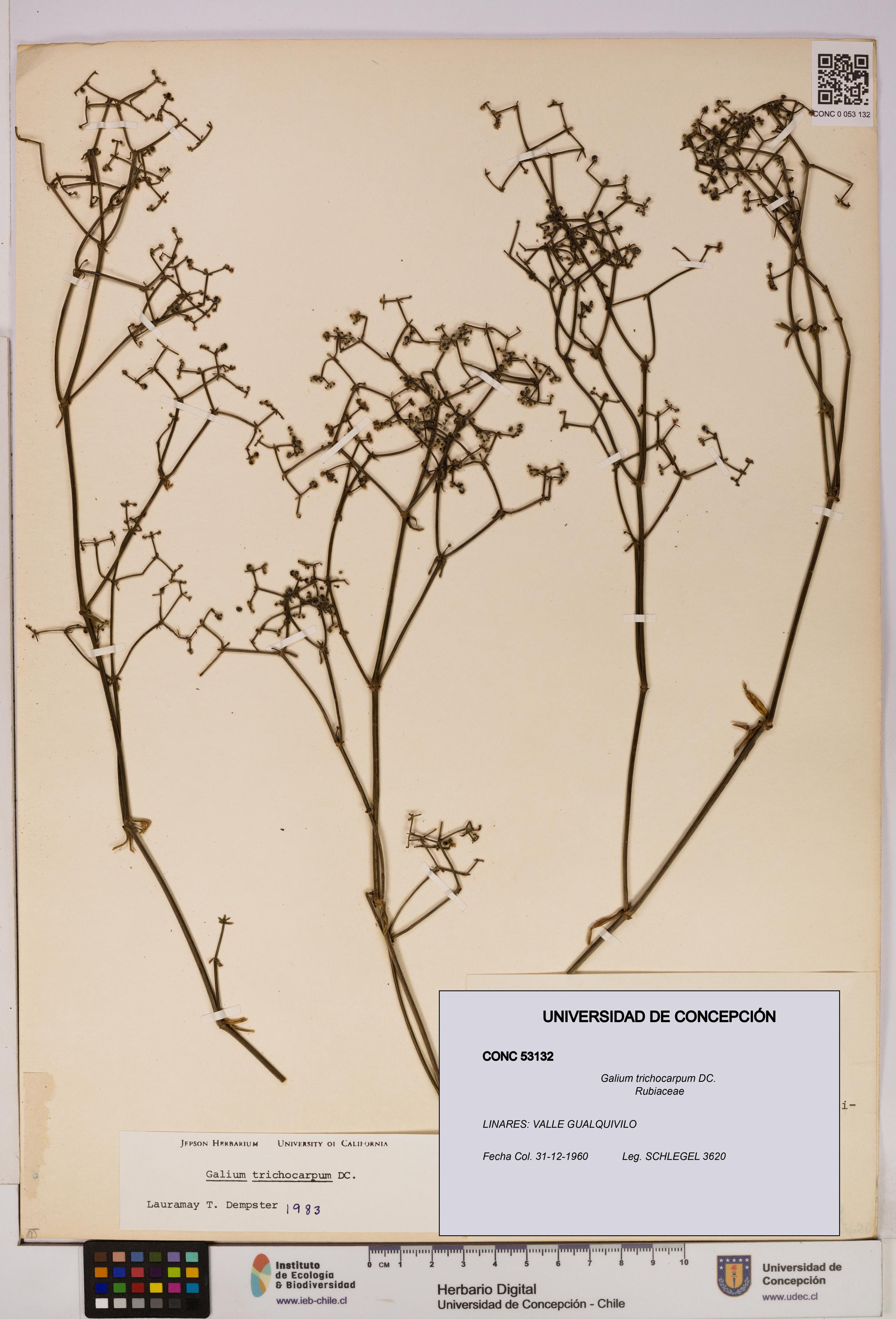 Galium trichocarpum [Espécimen: UDEC:CONC:0053132]