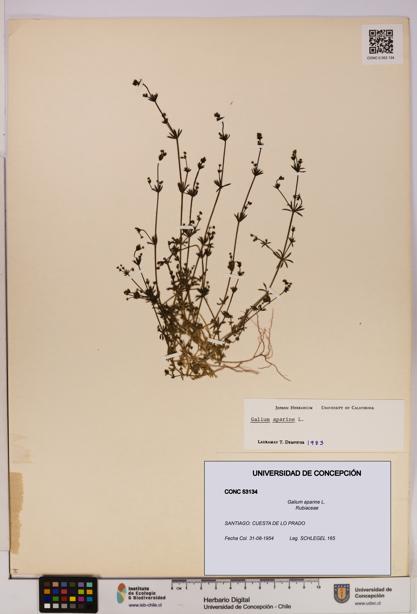 Galium aparine [Espécimen: UDEC:CONC:0053134]