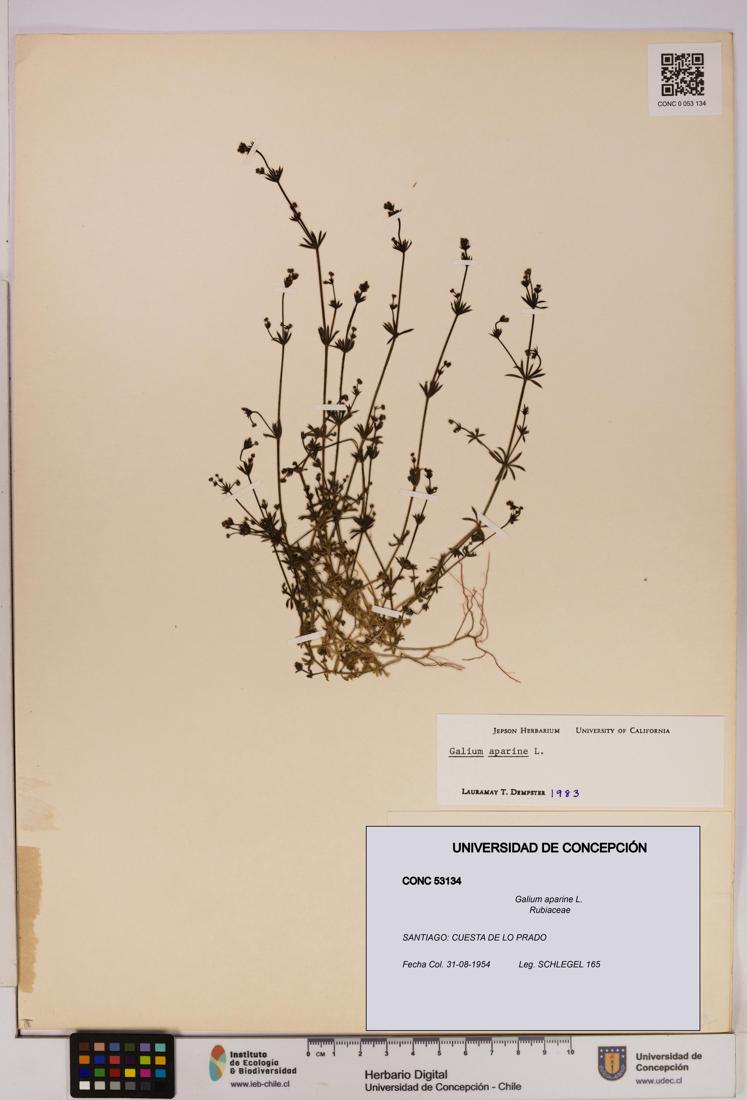 Galium aparine [Espécimen: UDEC:CONC:0053134]