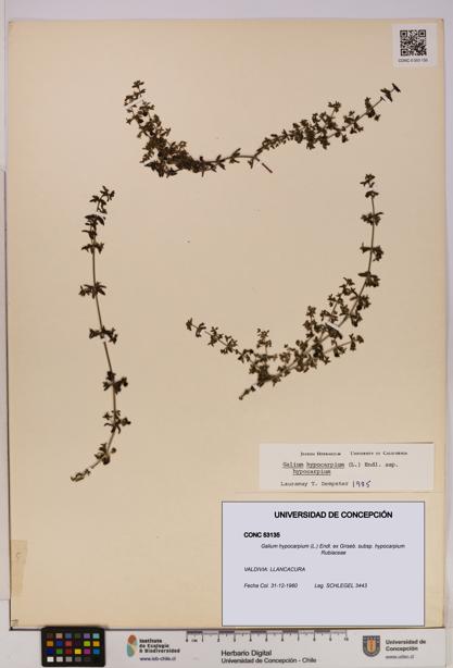 Galium hypocarpium subsp. hypocarpium [Espécimen: UDEC:CONC:0053135]