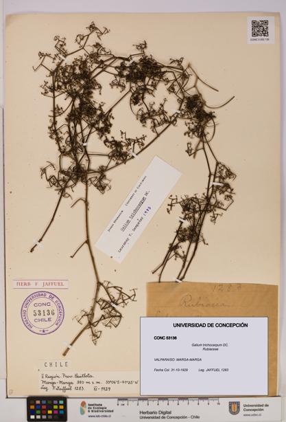 Galium trichocarpum [Espécimen: UDEC:CONC:0053136]
