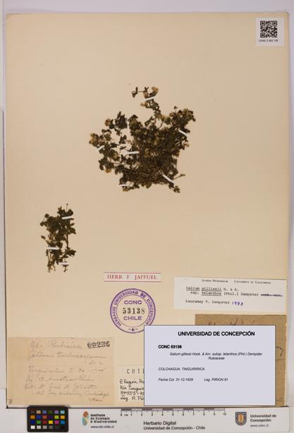 Galium gilliesii [Espécimen: UDEC:CONC:0053138]