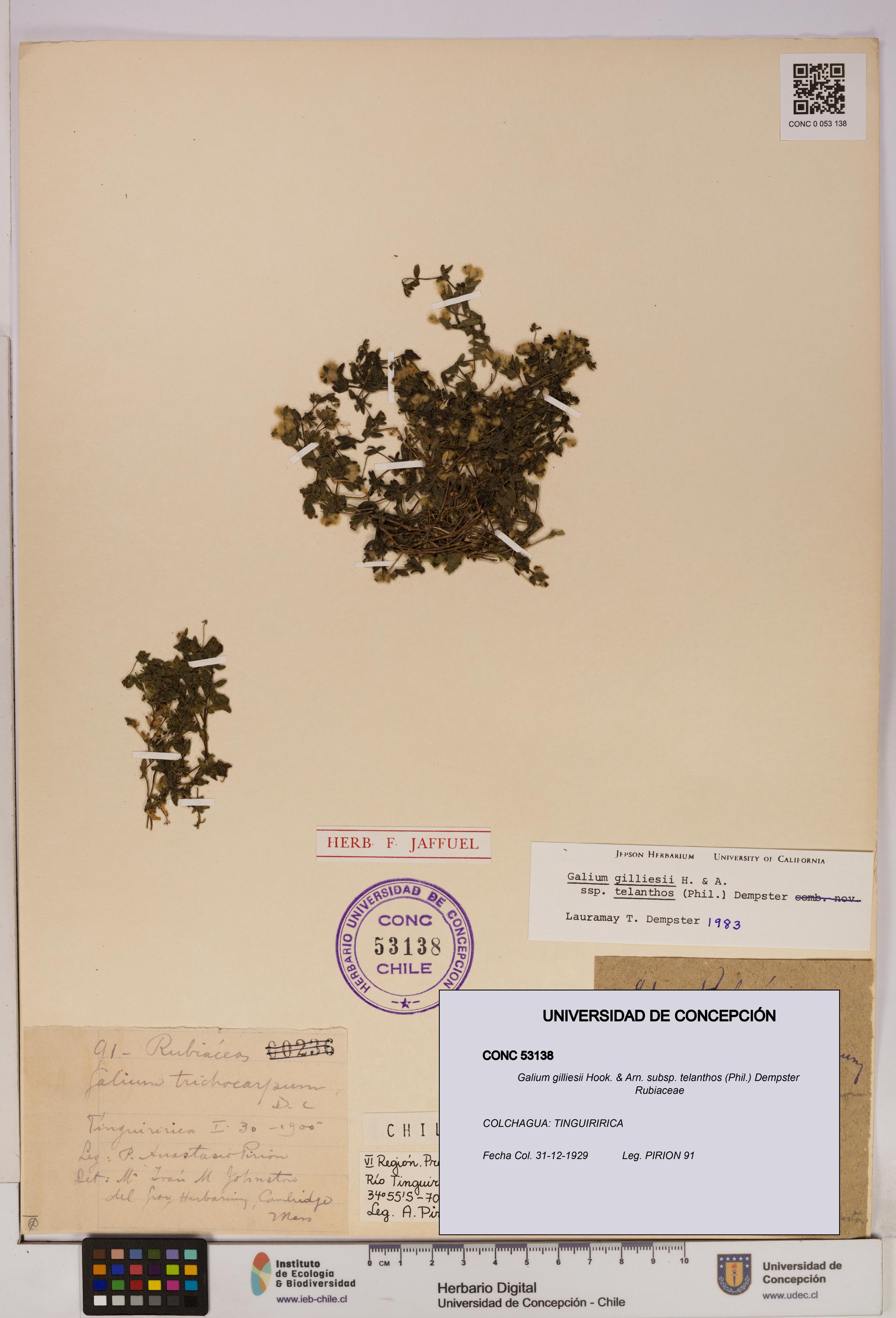 Galium gilliesii [Espécimen: UDEC:CONC:0053138]