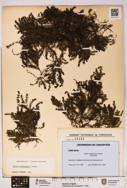 Galium werdermannii [Espécimen: UDEC:CONC:0053139]