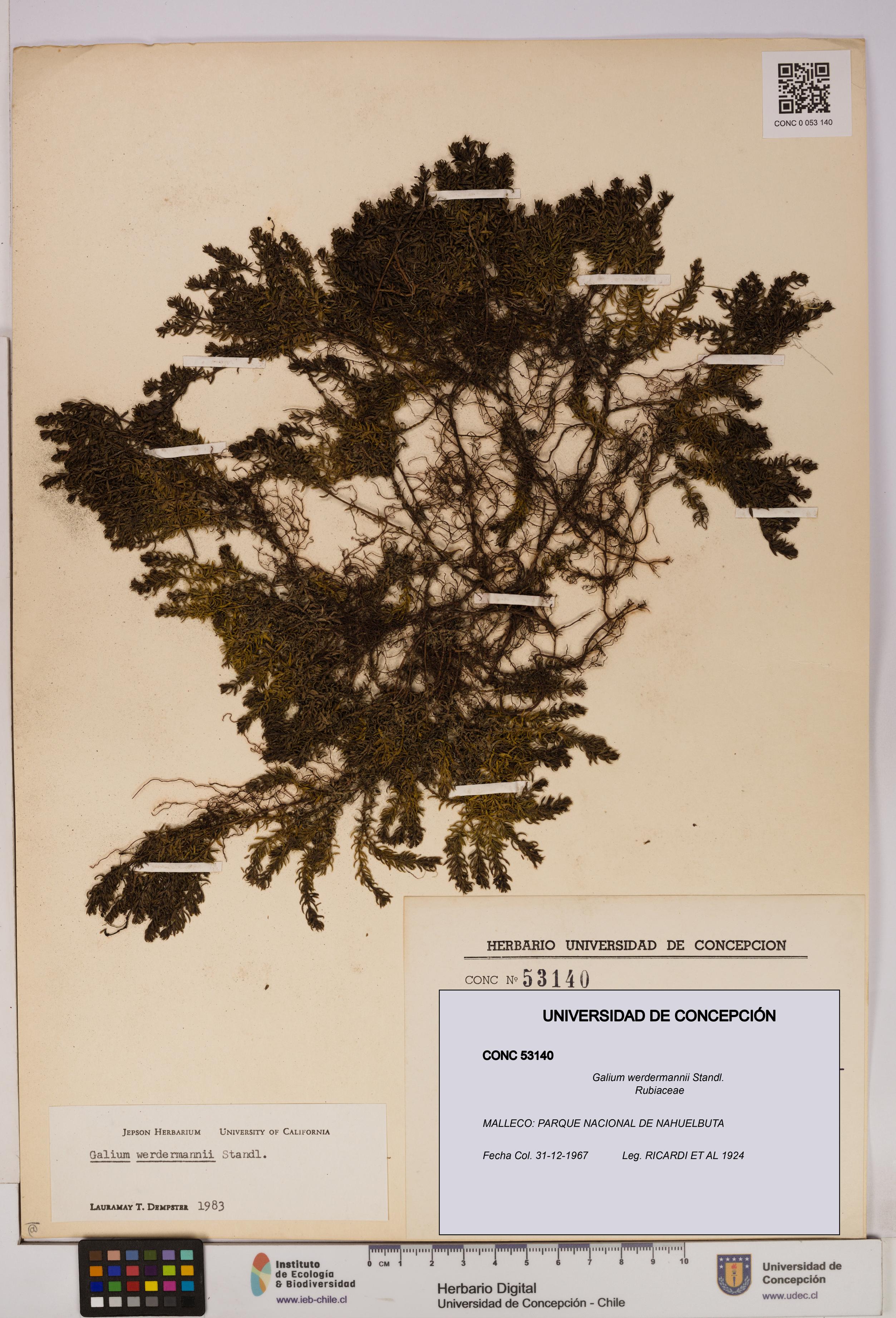 Galium werdermannii [Espécimen: UDEC:CONC:0053140]