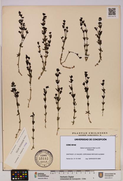 Galium eriocarpum [Espécimen: UDEC:CONC:0053142]