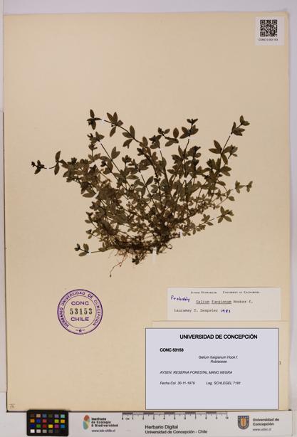 Galium fuegianum [Espécimen: UDEC:CONC:0053153]